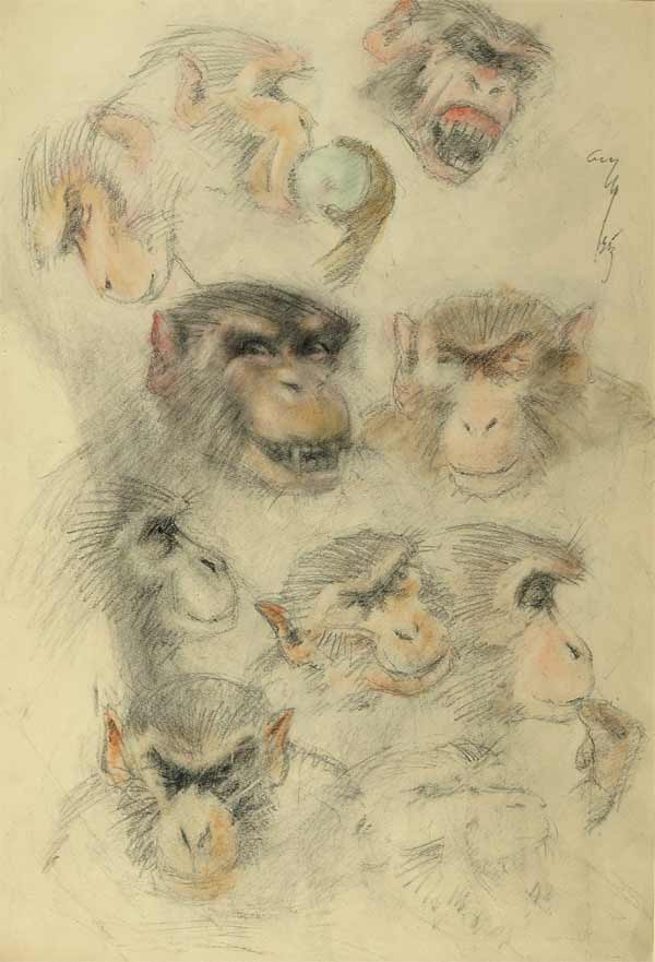Голова обезьяны. (Наброски.)