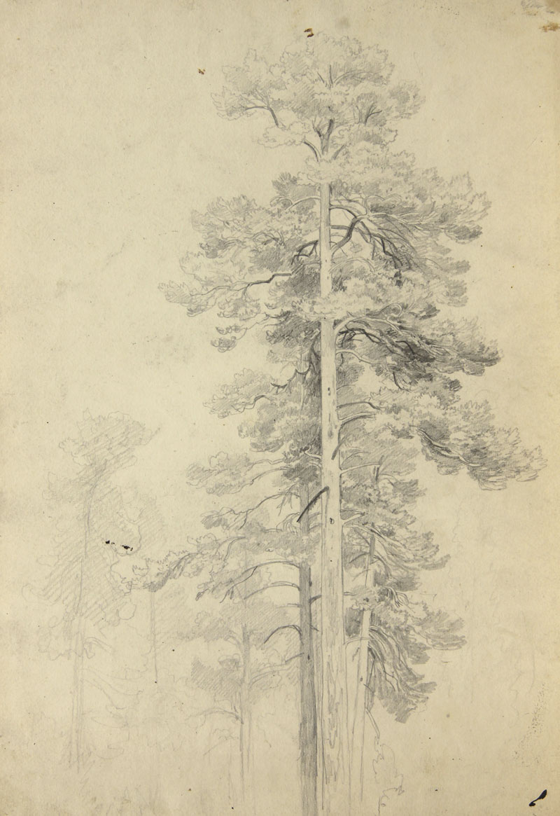 Картина Шишкин И.И. Эскиз сосны. 1870-е гг. Бумага, карандаш.