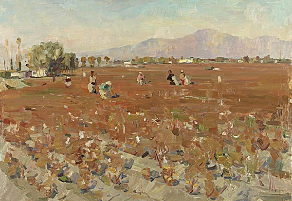 Cotton harvesting.