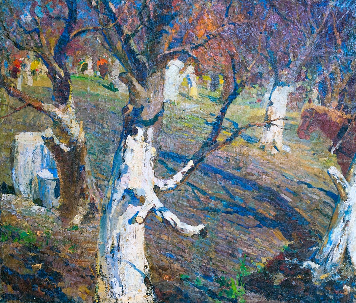 Apple trees.