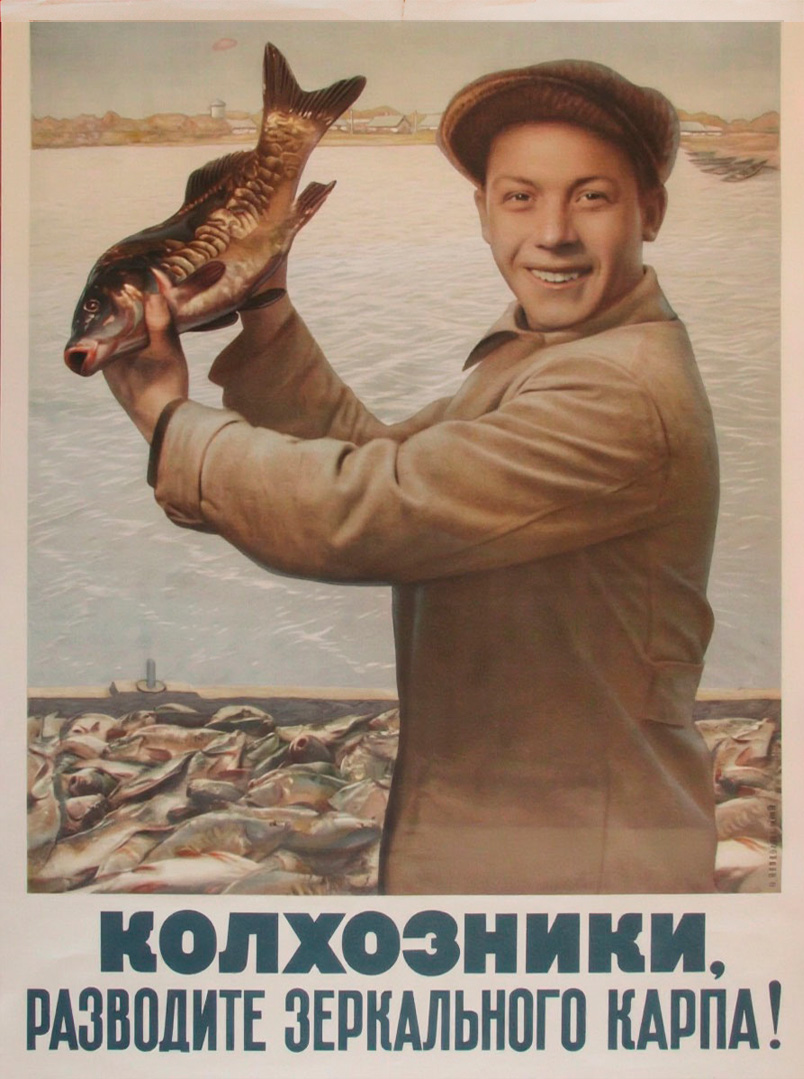 Collective farmers, raise mirror carp!