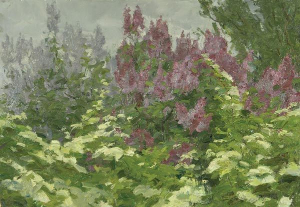 Lilac bushes.