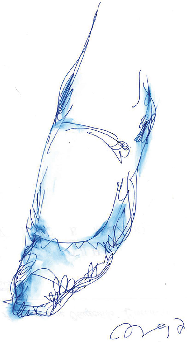 Leg.