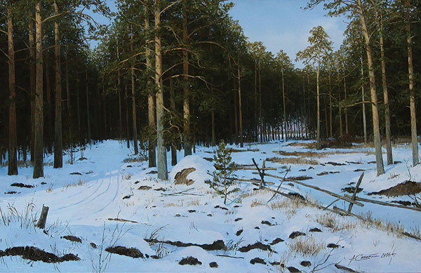 Pine forest.
